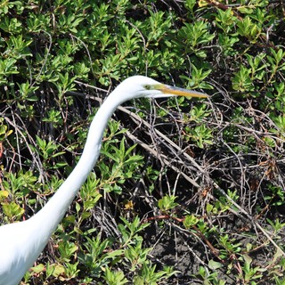 Great Egret Hunting in Wetland Vegetation