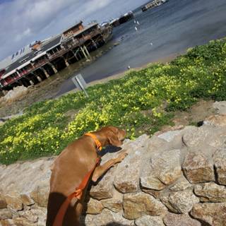 Canine Curiosity by the Coastal Waters