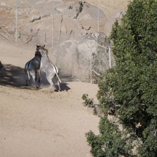 Zebras in Captivity