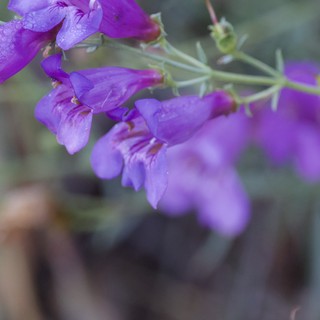 Purple Penstemon Blooms After Desert Rain