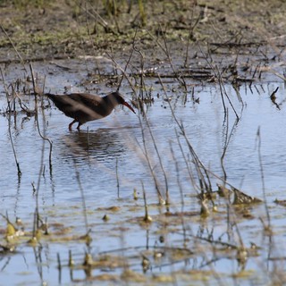 Common Gallinule Foraging in Shallow Wetland Waters