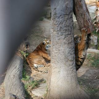 Playful Tigers