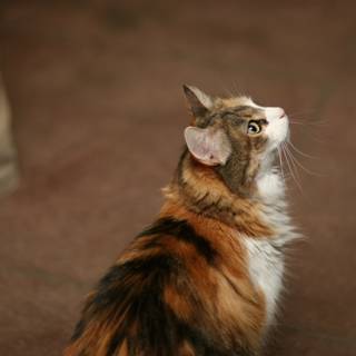 Inquisitive Calico Cat