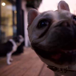 Unconditional Stare in LA: The Bulldog Story