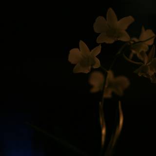 Orchid in the Night