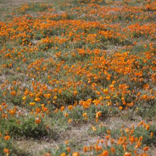 Vibrant Orange Floral Field in the Countryside
