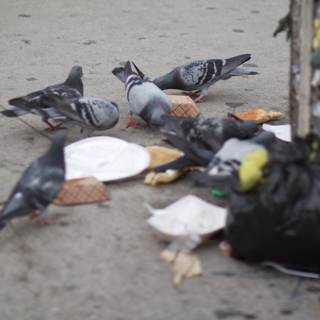 Feast of the Pigeons