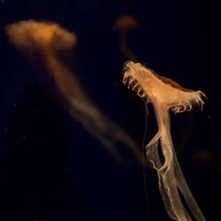 Majestic Jellyfish in their Underwater Kingdom