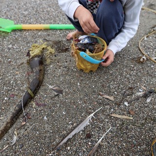 Young Explorer Collecting Beach Treasures in Sand