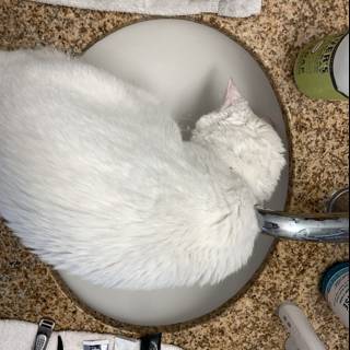 Sink-Cat