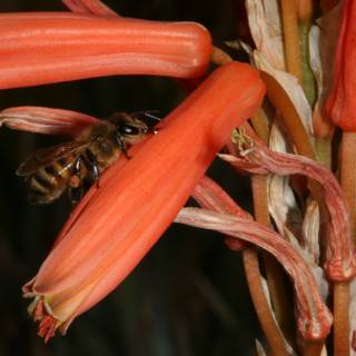 Busy Bee on Rhubarb Flower
