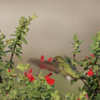 Delicate Dance – A Hummingbird's Visit