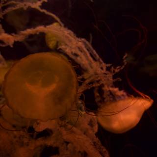 Magnificent Jellyfish in the Underwater World
