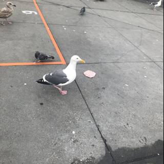 Seagull taking a stroll