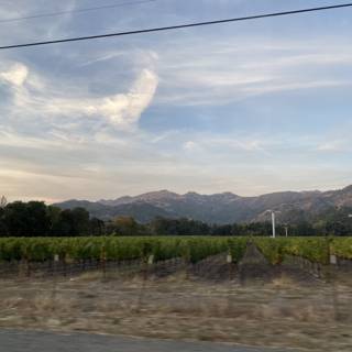 A Breathtaking View of the Vineyard Field and Mountains