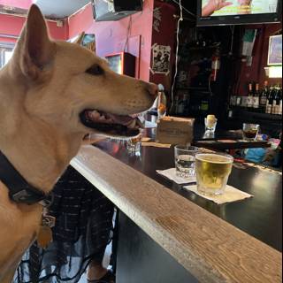 Happy Hour with Canine Company