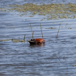 Horseshoe Crab in Shallow Tidal Waters
