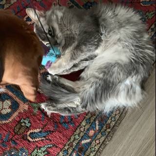 Playtime with Furry Friends