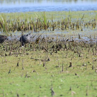 American Coots Foraging in Flooded Rice Field Wetlands