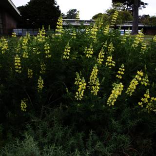 Radiant Yellow Lupins