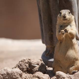 Stand Tall, Ground Squirrel