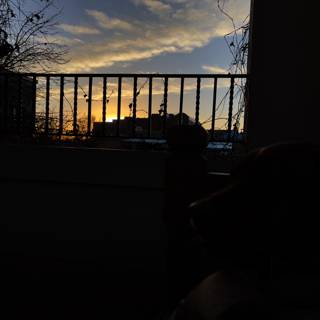 A Canine's Sunset View