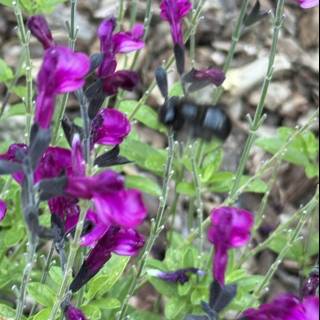 A Dance Among the Petunias