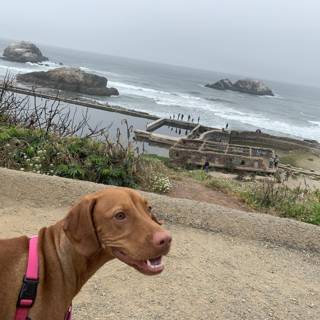 A Vizsla's Day Out at the Beach