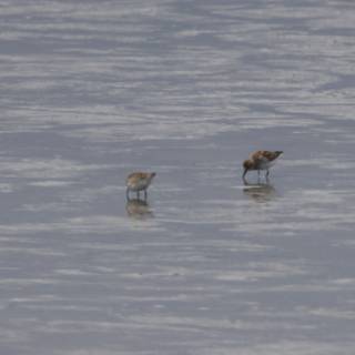 Tranquil Trio in San Pablo Bay