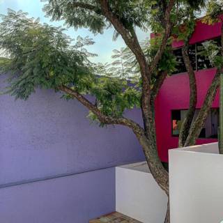 The Majestic Tree Beside the Lavender Villa