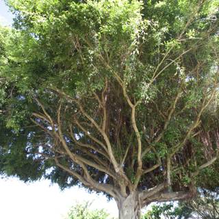 Majestic Eucalyptus Tree