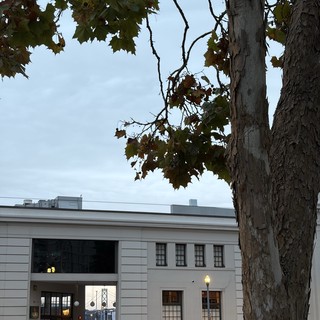 Autumn Tree Before Modern White Building