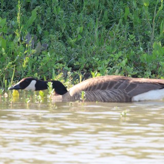 Canada Goose Resting in Flooded Wetland Waters