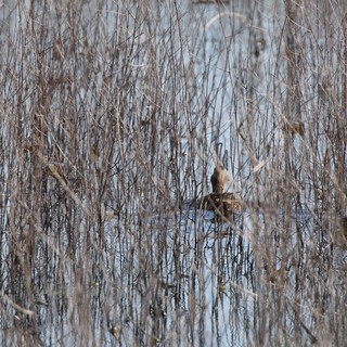 Camouflaged Bird Among Winter Reeds in Wetland
