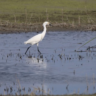 Snowy Egret Hunting in Flooded Rice Field Stubble