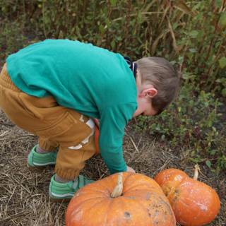 Harvest Joy