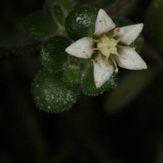 Delicate Geranium Blossom