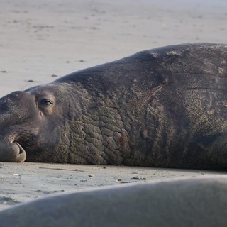 Resting Elephant Seal on California Beach at Dusk