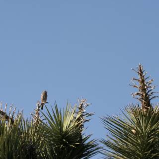 Perched on a Palm