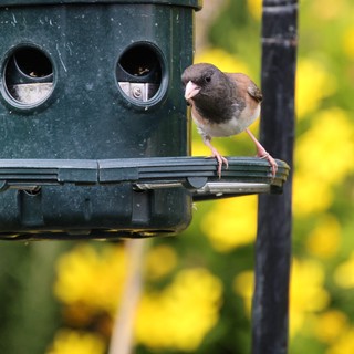 Junco Perched on Garden Bird Feeder