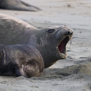 Mother Elephant Seal Vocalizing with Pup at Drakes Beach
