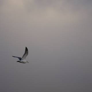 Soaring Seagull Against the Canvas of the Clouds