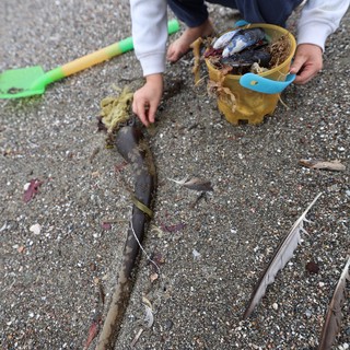 Young Explorer Collecting Beach Treasures at Low Tide