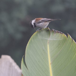 Chestnut-backed Chickadee Perched on Large Green Leaf