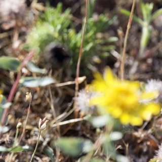 Tiny Wildflowers Blooming in Dry Chaparral Grassland