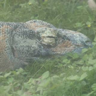 Lurking Giant: The Alligator of Honolulu Zoo