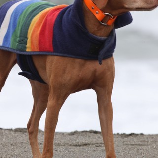 Rainbow-Coated Vizsla Stands Proud on Foggy Beach