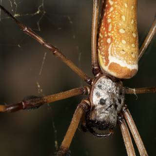 Garden Spider with Long, Thin Body and Tail