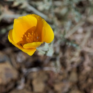 Golden Poppy Blooms Alone on Rocky Hillside