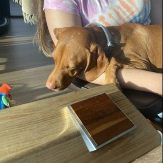 Canine Companion on Hardwood Table